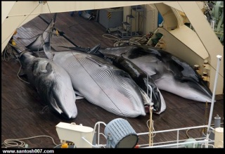 Dolphins Whales hunted Despite Protection, Craziest Photo Collection